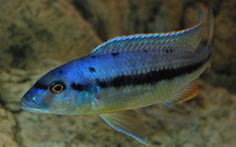 Taeniochromis holotaenia